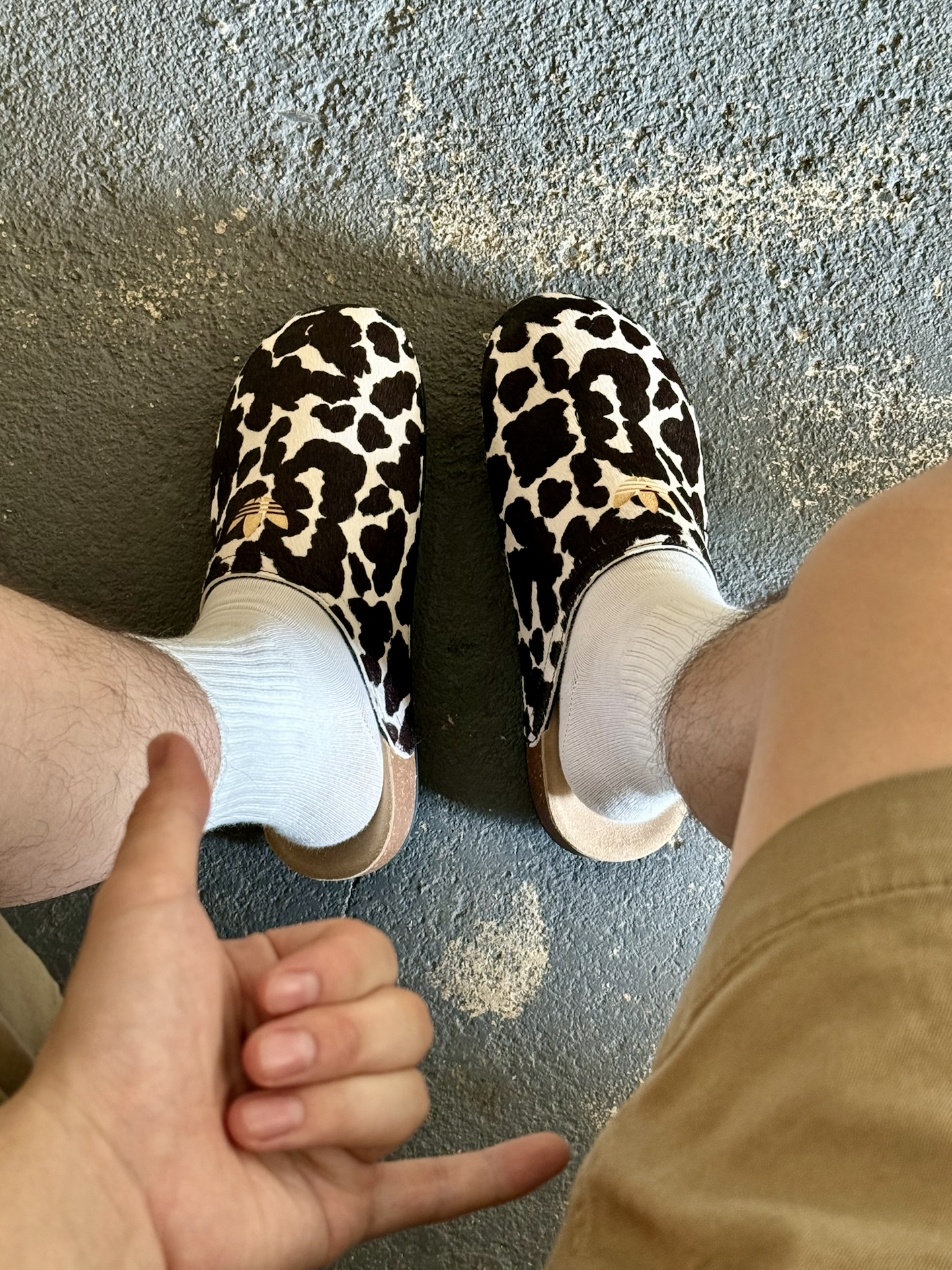 鸽王在找的｜奶牛三叶草🤣
