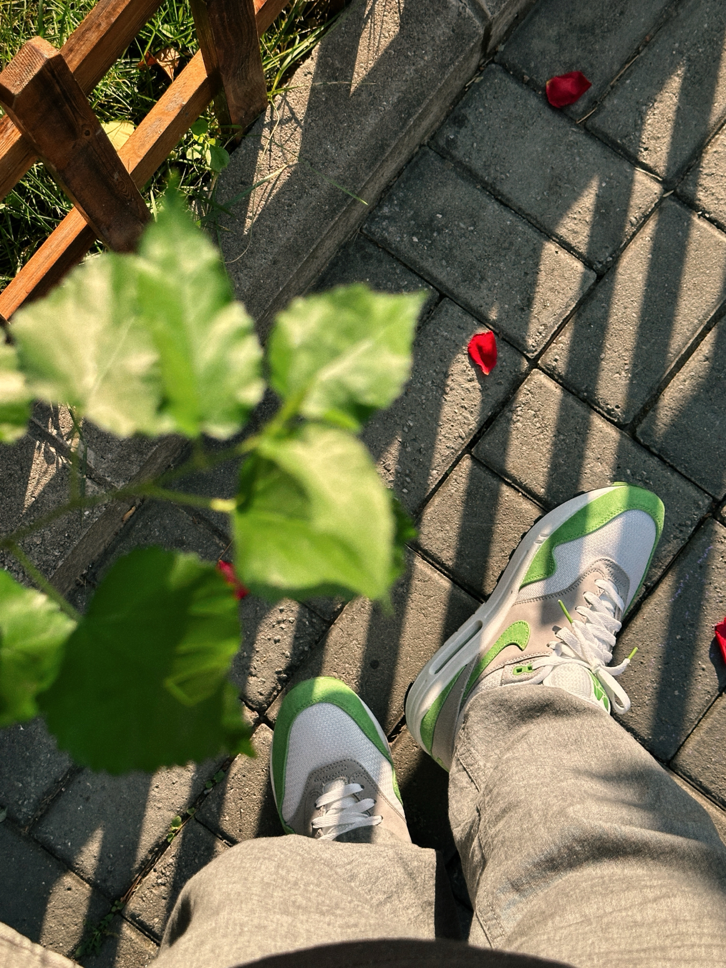 初秋依旧可以穿叶绿素🌱