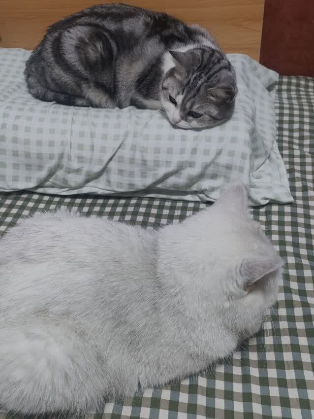 和猫猫抢枕头大战