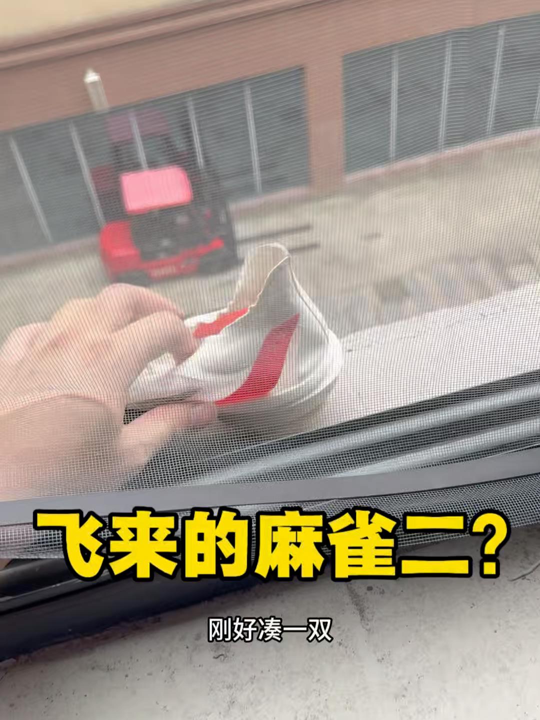 “飞来麻雀”⁉️
