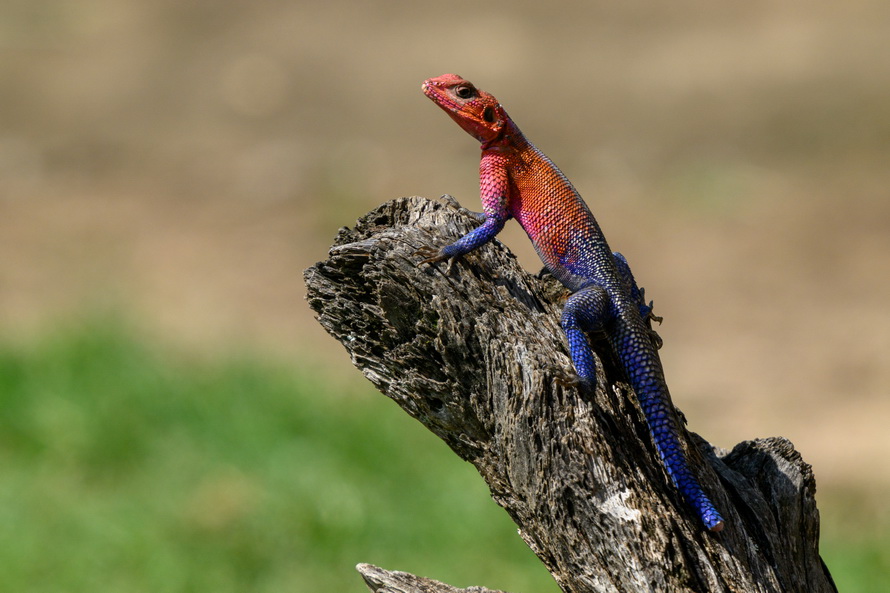 DSC_2830.jpg