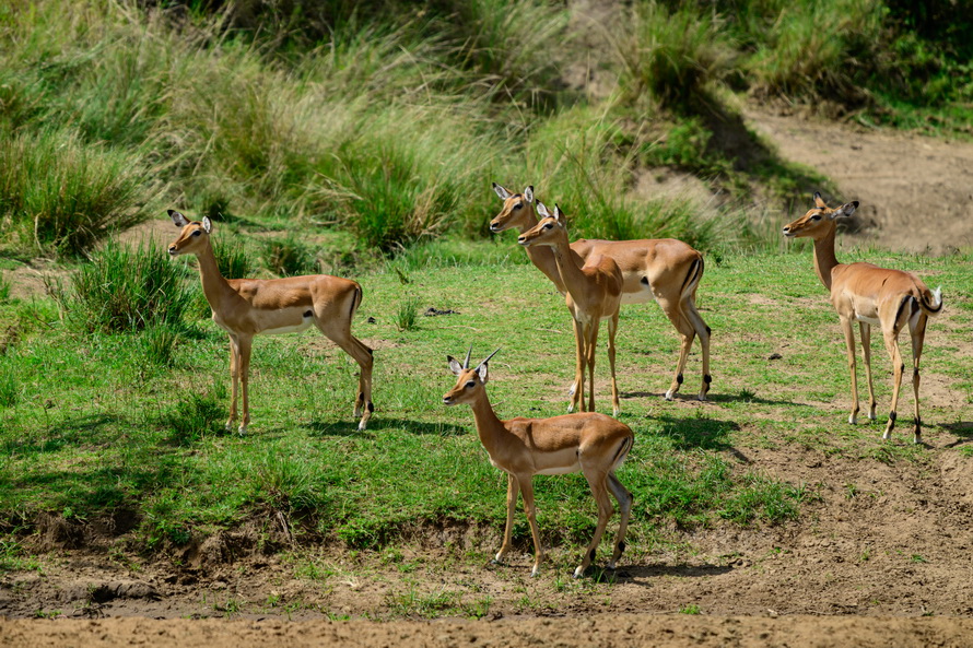 DSC_0743.jpg