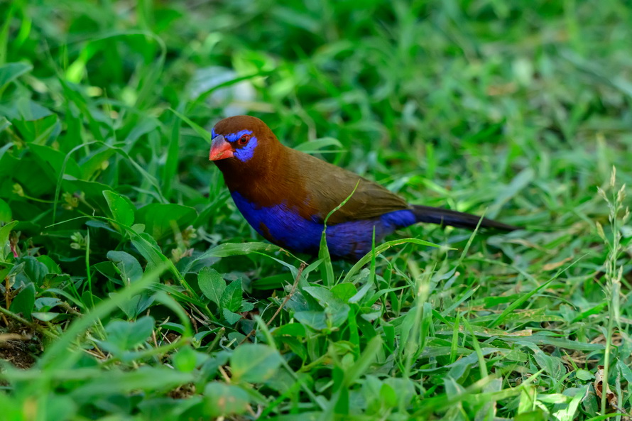 DSC_2897.jpg