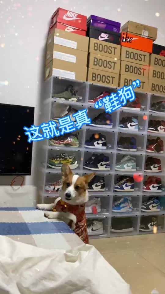 哈哈哈哈哈哈我才知道鞋狗的意义
有鞋有狗