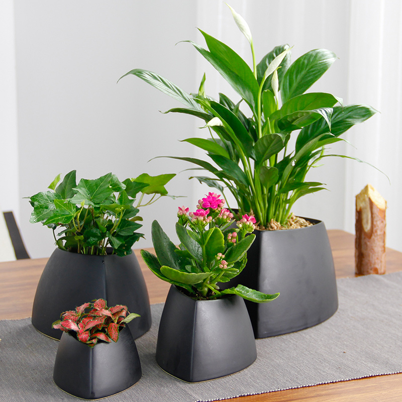 爱优尚植物盆栽桌面创意绿植网纹草长寿花常春藤文竹白掌金钱树