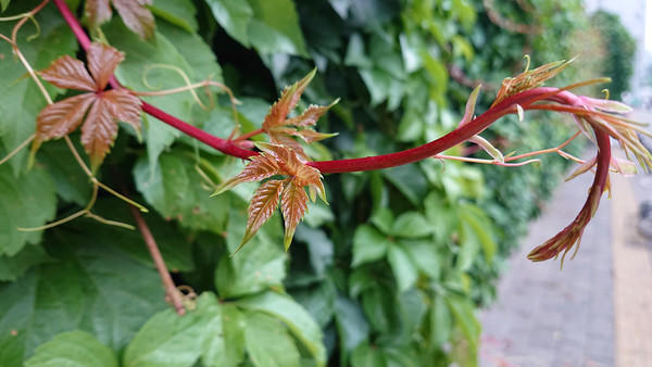 索尼Xperia XZ2 Premium拍照样张
