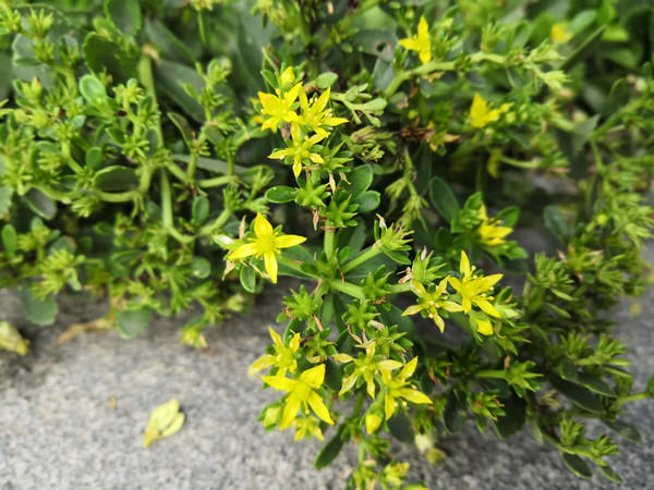 荣耀Note10拍照样张
