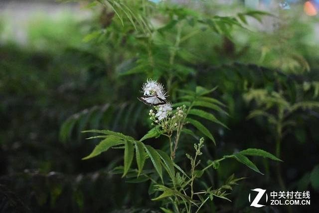 对比索尼A7RIII 尼康全画幅微单Z7深度评测 