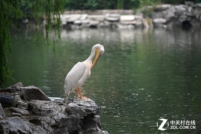 价格解千愁 解析尼康Z7核心竞争力 