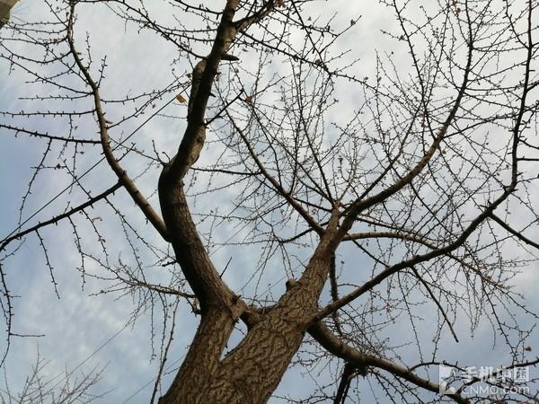 荣耀10青春版样张