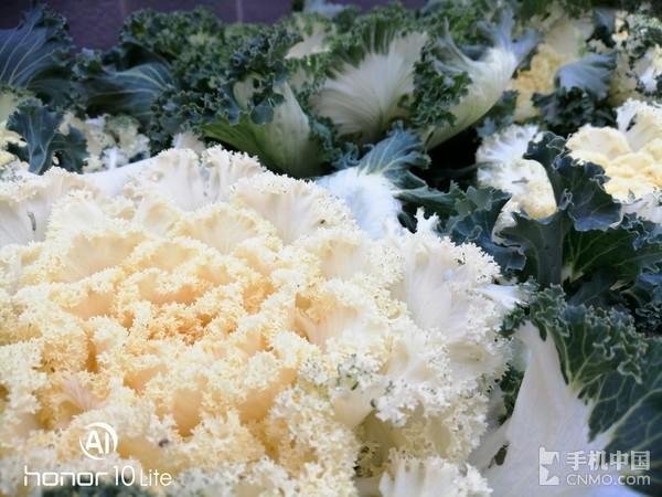 荣耀10青春版样张