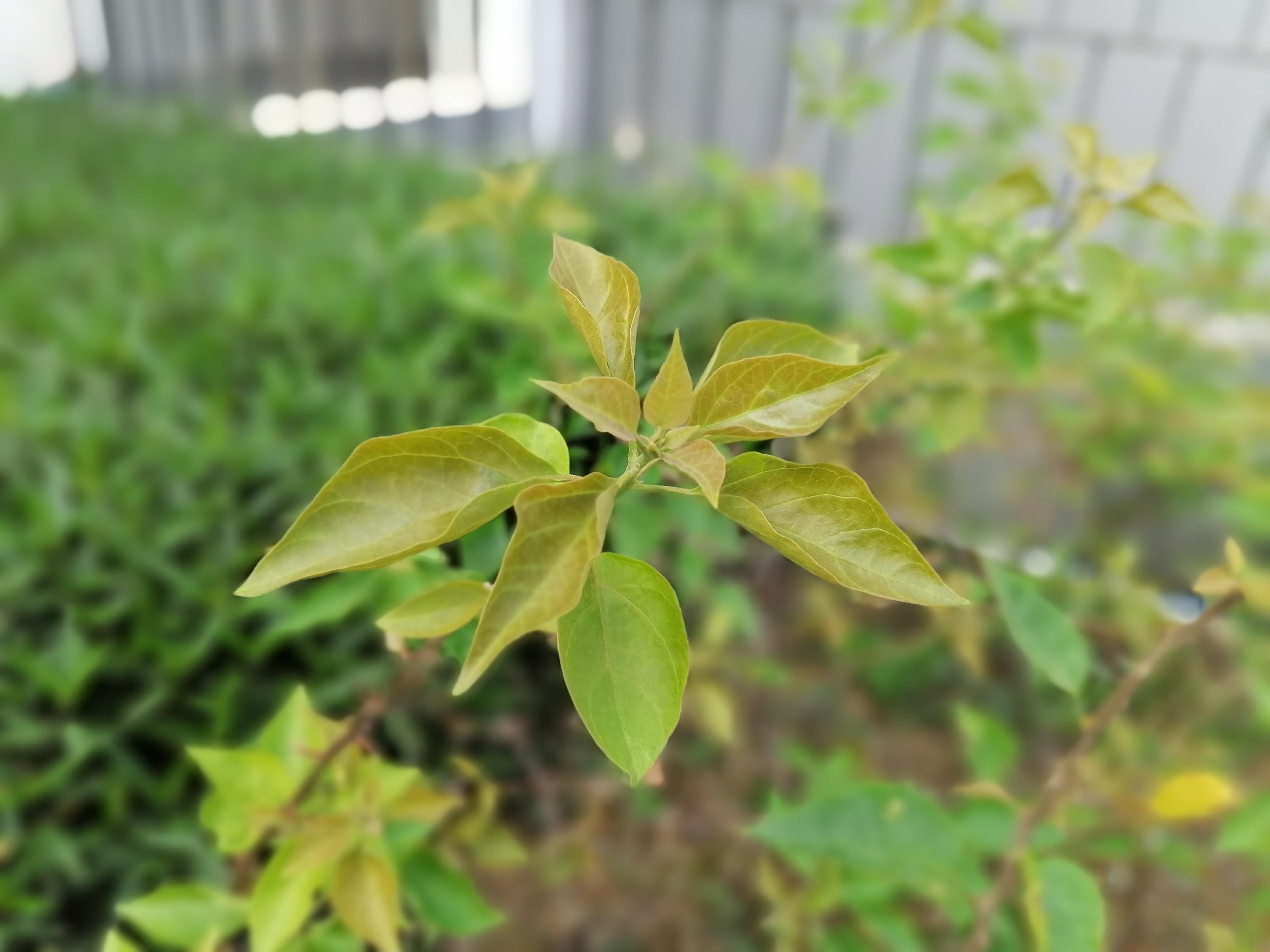 honor/荣耀 20 青春版