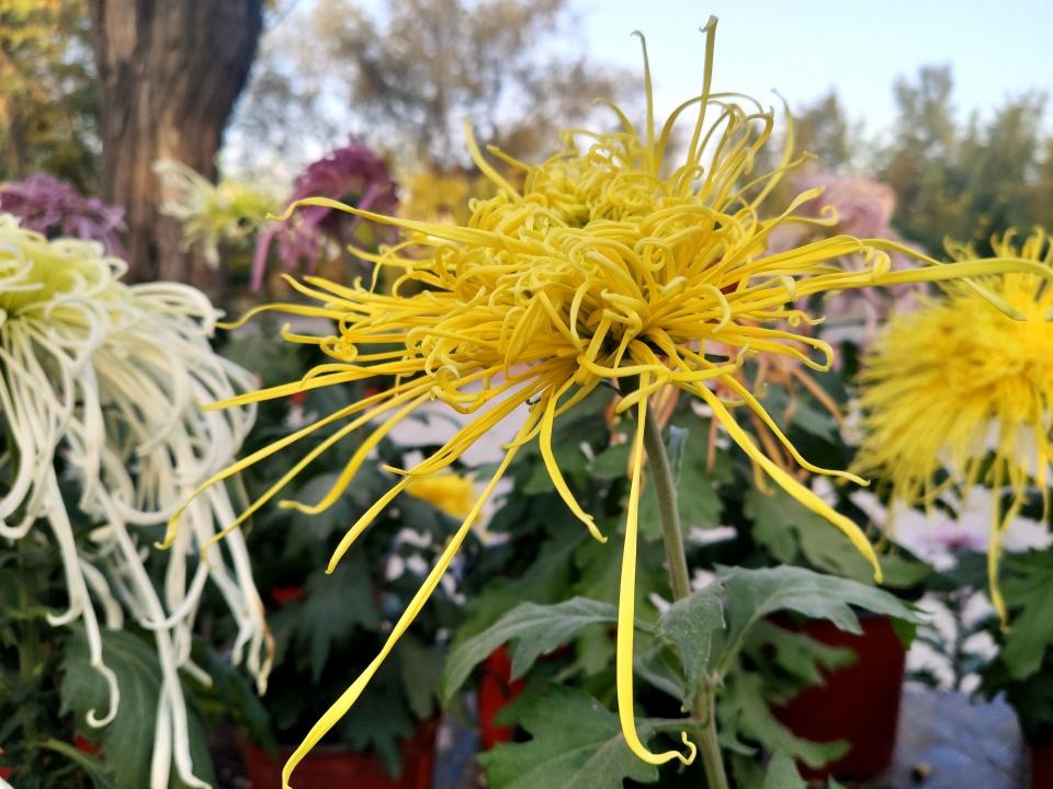 菊花是我國十大名花之一,也是德州的市花.