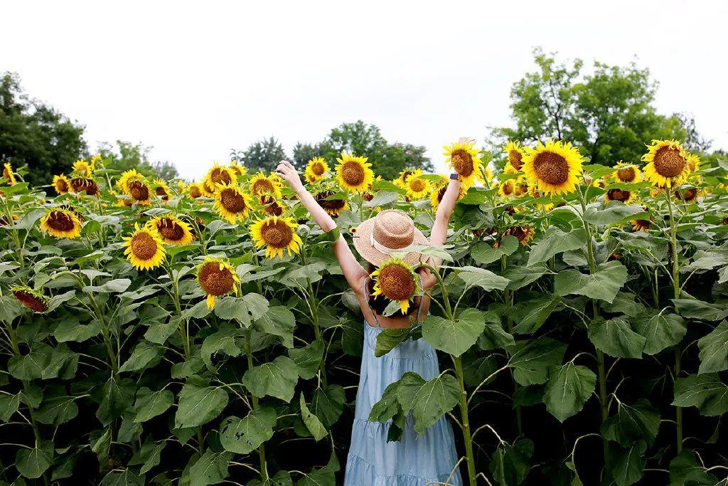 投石问路:随走随拍记录奥森公园里追寻向日葵的背影